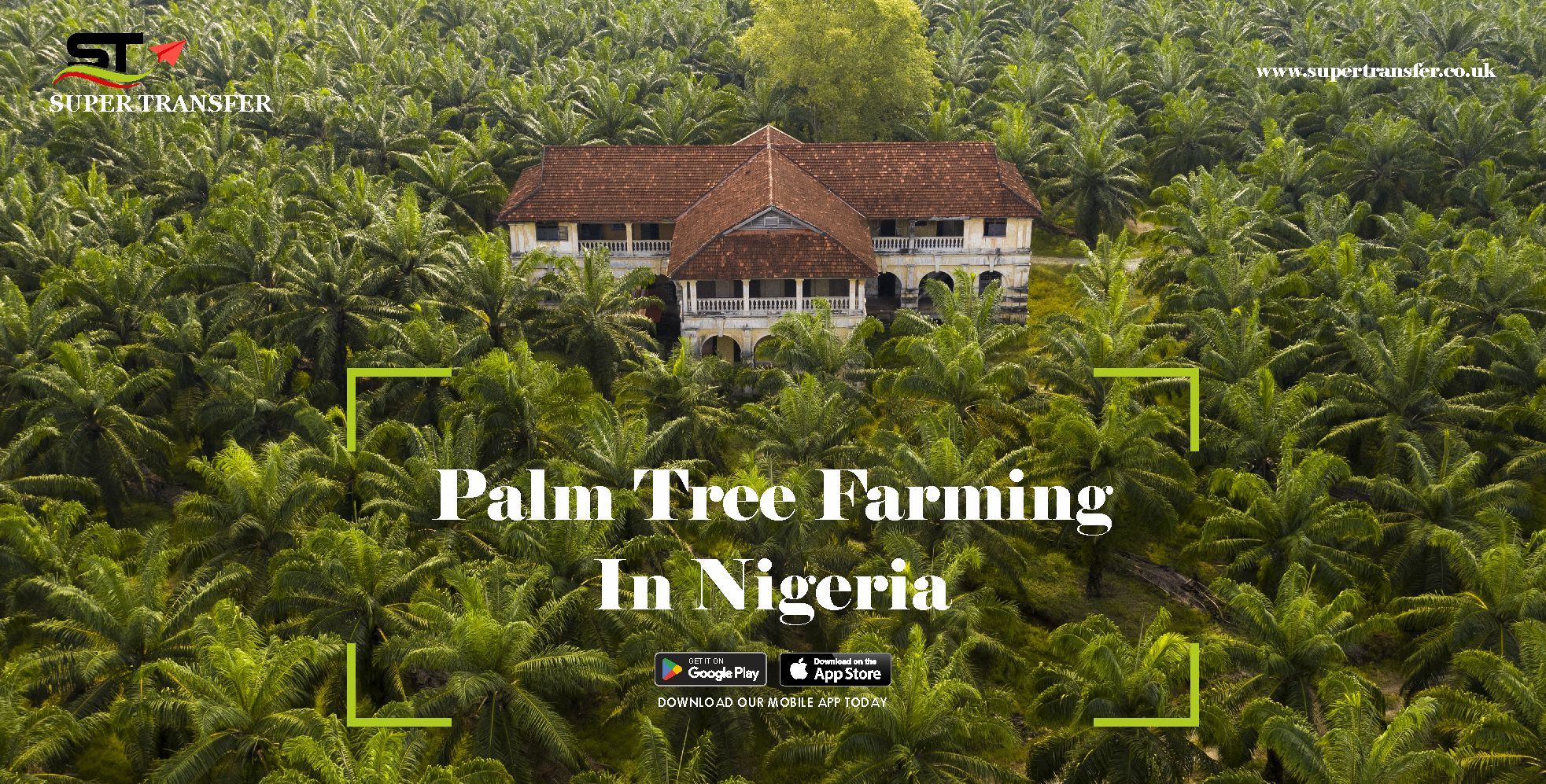 Palm tree farming in Nigeria